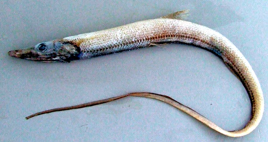 Halosaurus johnsonianus_03.jpg